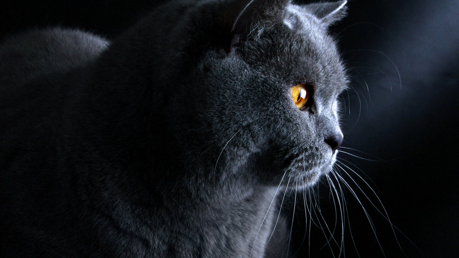 Wallpaper : 1920x1080 px, black, cat 1920x1080 - goodfon - 1904811 - HD ...