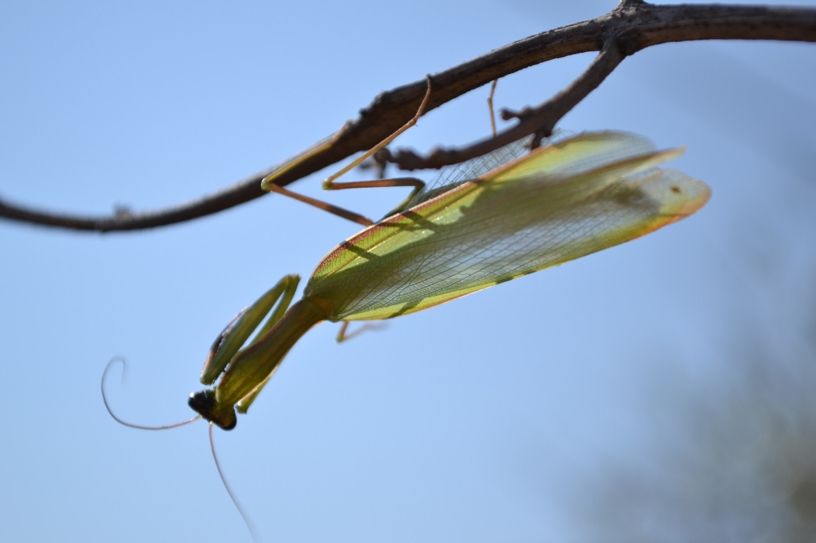 Hình nền : 4608x3072 px, con bọ ngựa 4608x3072 - wallbase - 1197393 ...