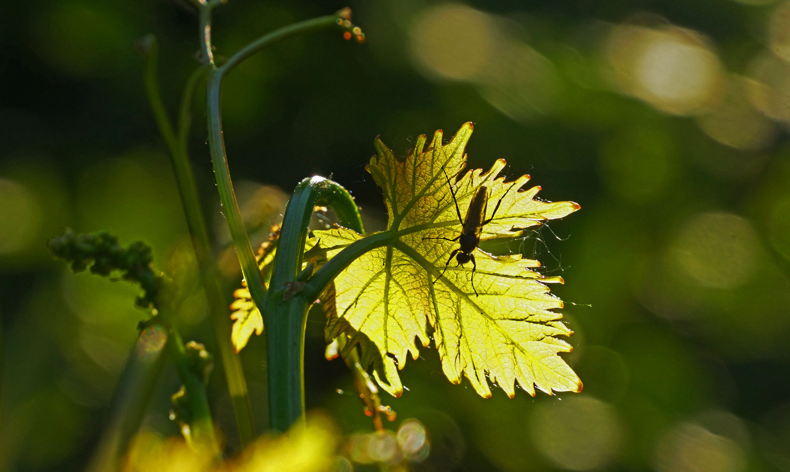 plante, makro, grøn, natur, tæt på, insekt, Flyve, blad, vin, bokeh, natur, Pflanze, vin, Grun, makro, Blatt, insekt, vino, Fliege, bor, rovar, weinlaub, levelek, Sz l t ke, csokornyakkend, elkaypics, szentpeterur, nemesszer, lutzkoch