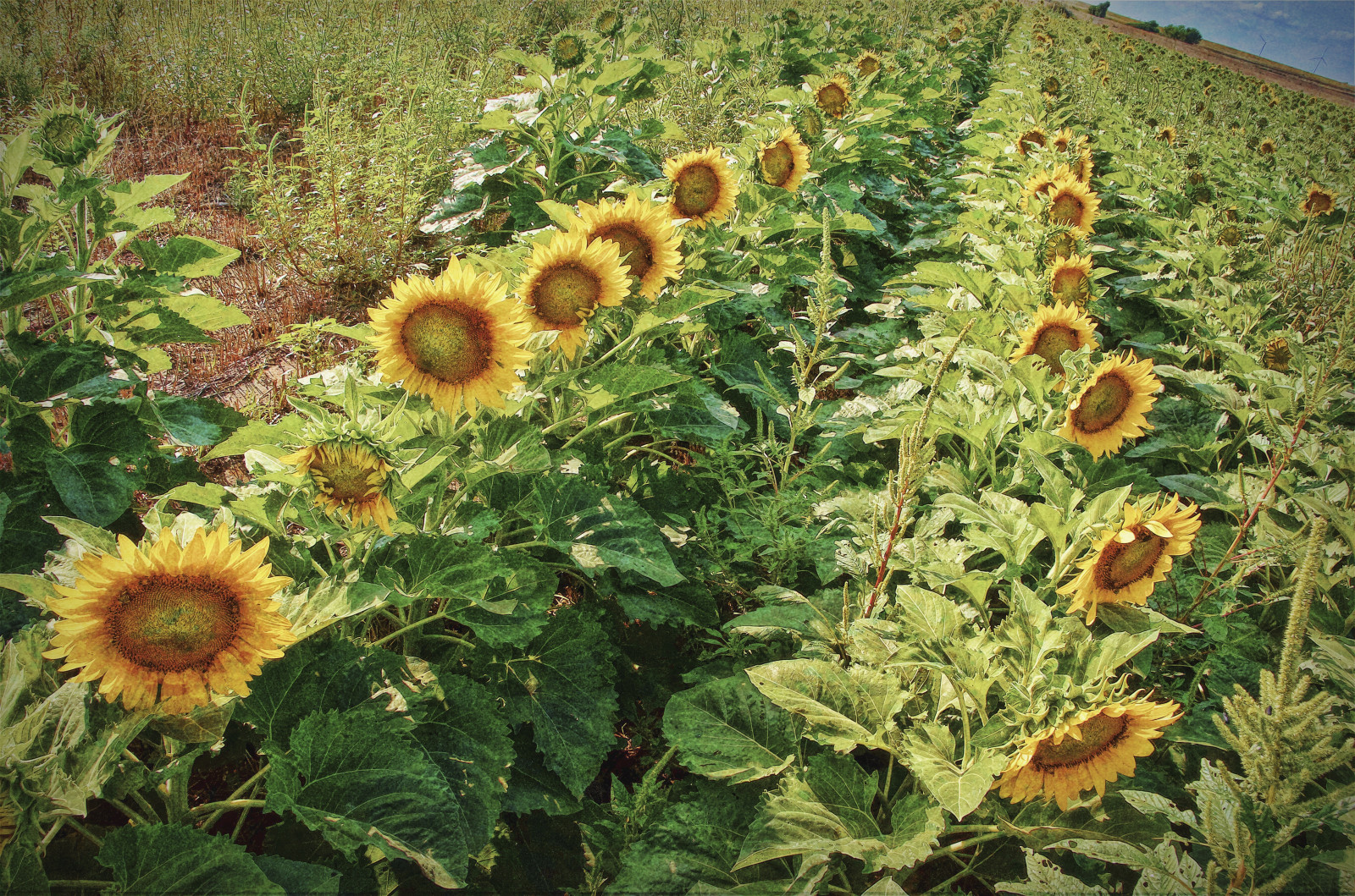 Yellow Rows Wallpaper : blue, sky, plants, field, yellow, rows, crop, sunflowers ...
