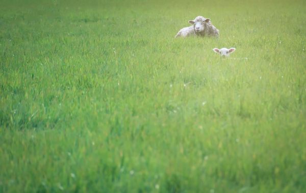 grass, white, green, field, animal, Nikon