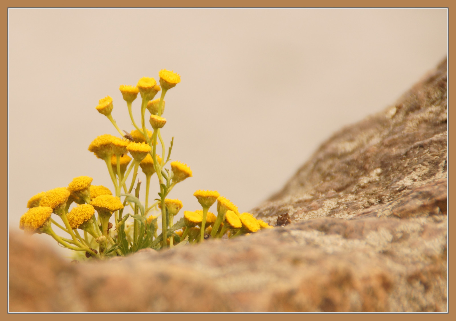 Wallpaper flowers, branch, yellow, 2014, leaf, flower, flora, august