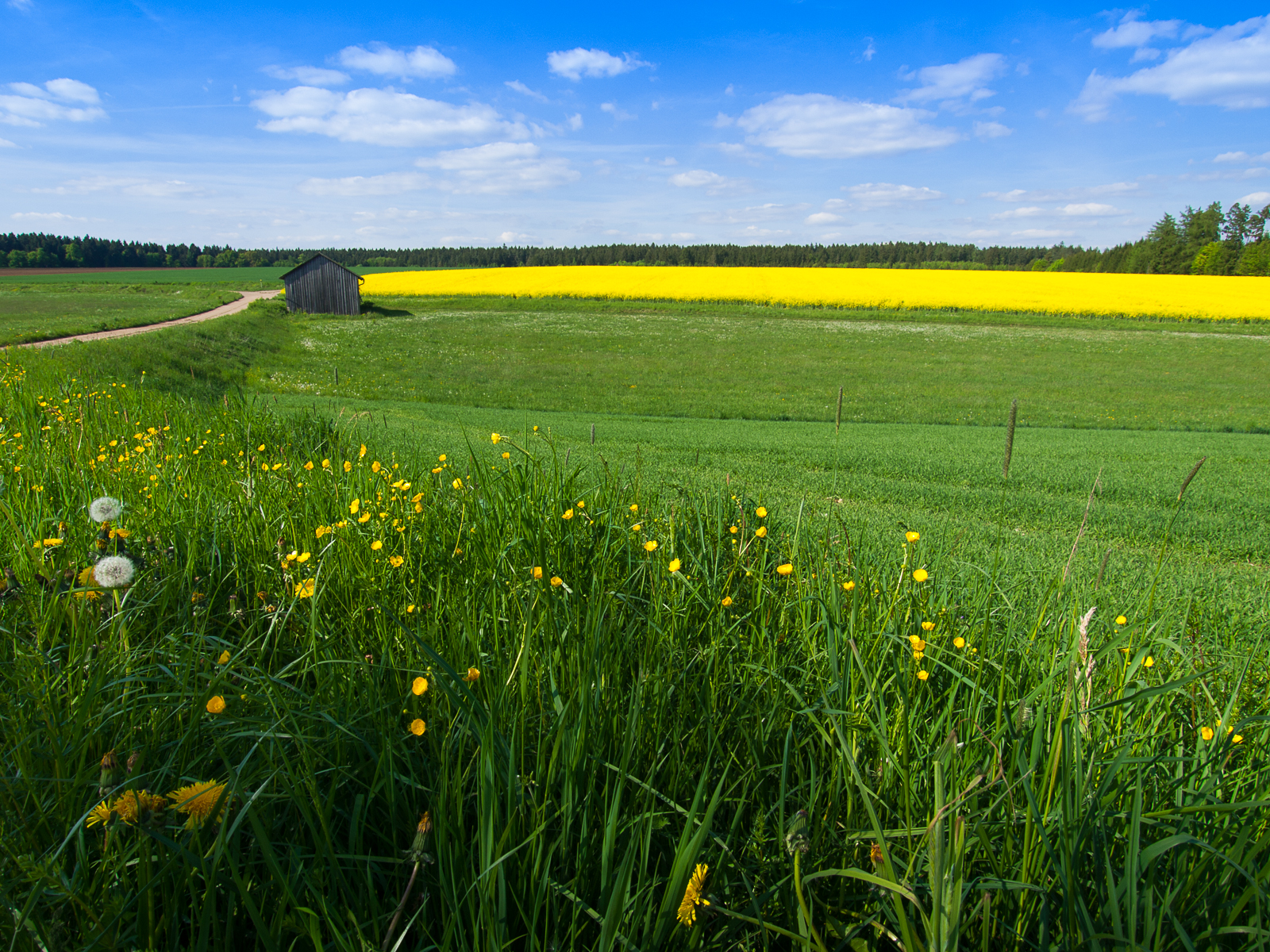 květiny, Příroda, pole, mraky, krajina, seasons, blumen, znásilnění, mraky, nárazy, lanschaft, rapsfeld, řepka, klauslechten