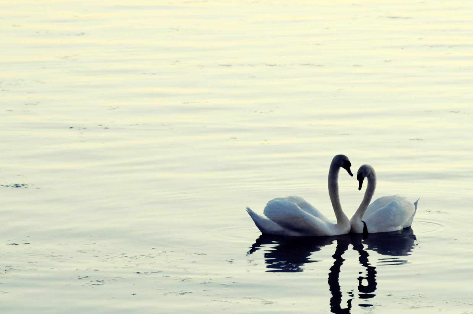 acqua, acqua uccello, riflessione, uccello, calma, cielo, cigno, anatre, oche e cigni, sfondo del computer, mare