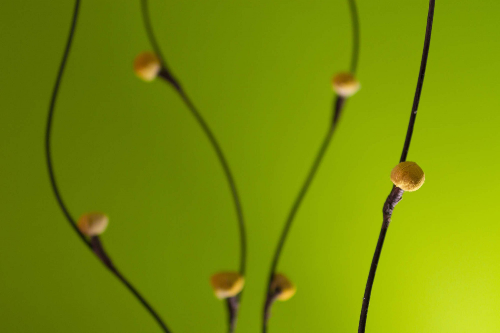 slunečnímu záření, hloubka pole, voda, Příroda, tráva, fotografování, makro, větev, zelená, žlutý, rosa, list, květ, rostlina, pokles, flóra, čára, okvětní lístek, počítač tapeta, zblízka, makro fotografie, závod stonek, vlhkost