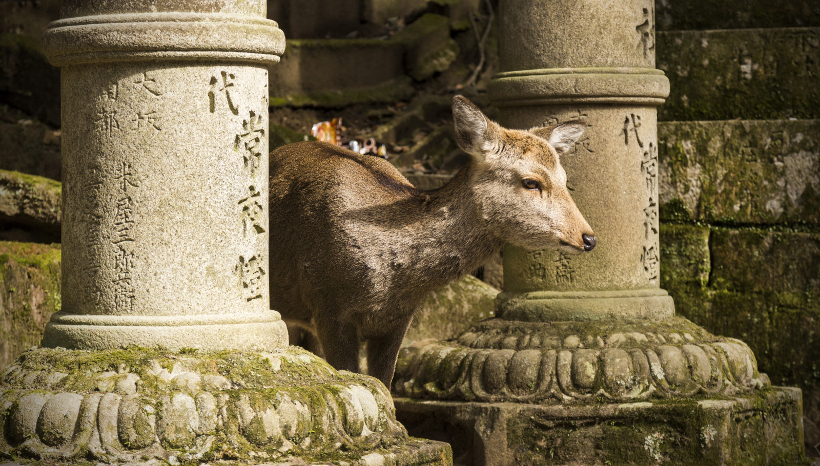 Japonsko, chrám, Jelen, Photoshop, starý, mech, Volně žijících živočichů, Kánon, sochařství, socha, kámen, svatyně, Drsný, klidný, Nippon, Kasuga, 2017, strom, zvíře, cestovat, posvátný, 600D, folklór, fauna, viaje, Kansai, svatý, Japon, řezba, sigma1770, dávná historie, nápis, nara, Ibaraki, ciervo, Honsu, Takemikazuchinomikoto, Kashima, K fukuji, 1637