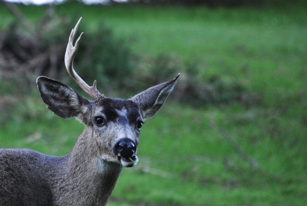 face,deer,wildlife,mouth,Buck,open
