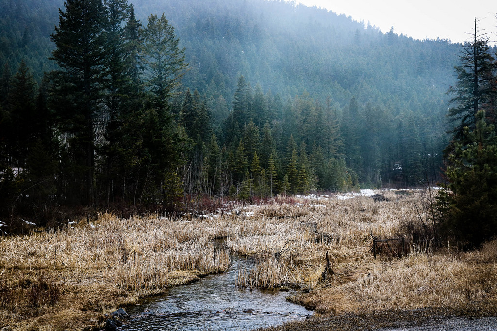 krajina, les, jezero, voda, Příroda, odraz, sníh, zima, ráno, mlha, mráz, řeka, Kanada, divočina, proud, rákosí, strom, podzim, hora, počasí, sezóna, stezka, zátoka, cans2s, zálesí, venkov, místo výskytu, přírodní prostředí, atmosférický jev, landform, geografický rys, kamloopsbc, paullake, mokřina