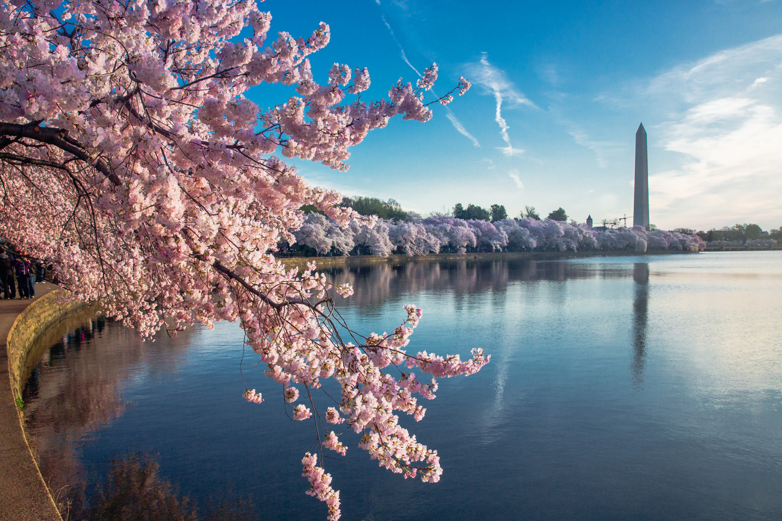 blomst, plante, vand, himmel, cherry blossom, blomst, træ, afspejling, forår, hav, sø, flod, Turisme