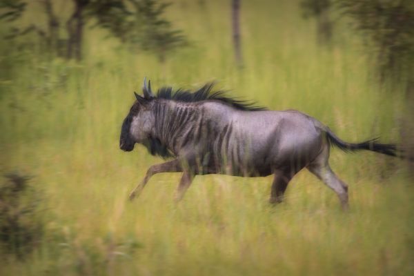 wildlife,fauna,grassland,terrestrial animal,ecosystem,mane