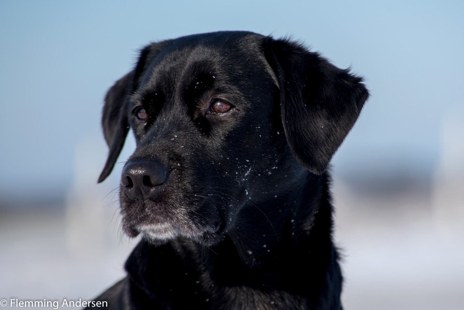 nero, la neve, cane, Labrador retriever, gdl, cucciolo, mammifero, compagno, vertebrato, cane come mammifero, cane di razza, Stabyhoun, cane da riporto, Flat Coated Retriever