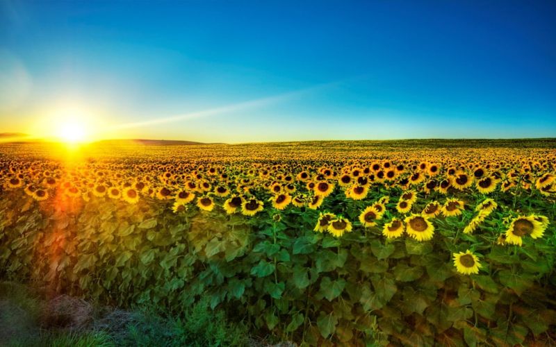 sunlight, sunset, nature, sky, field, morning sunlight, sunset, nature, sky, field, morning