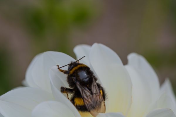 photography, insect, pollen, blossom, nature, Bumblebee