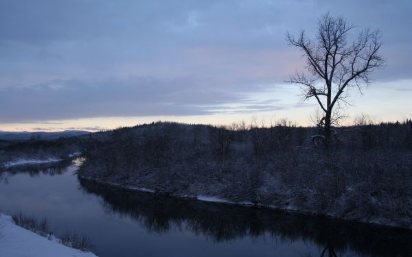 trees, landscape, nature, hill, lake, water