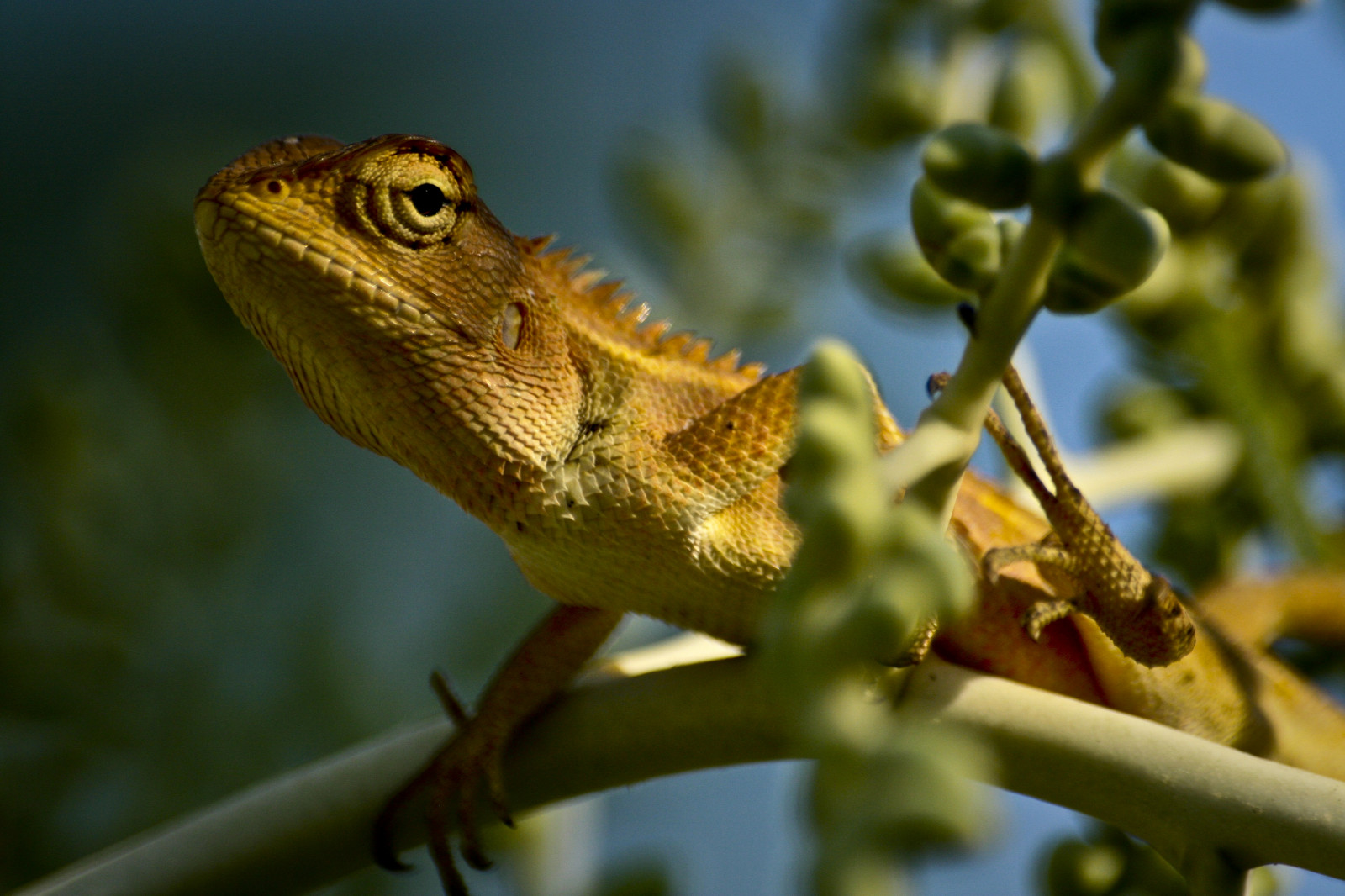 tvář, Příroda, větev, žlutý, Volně žijících živočichů, Kánon, zvíře, květ, flóra, ještěrka, lodě, poslední světlo, plaz, fauna, eos400d, obratlovců, botanika, zblízka, makro fotografie, zmenšen plazů, chameleón, warmingup, getattention