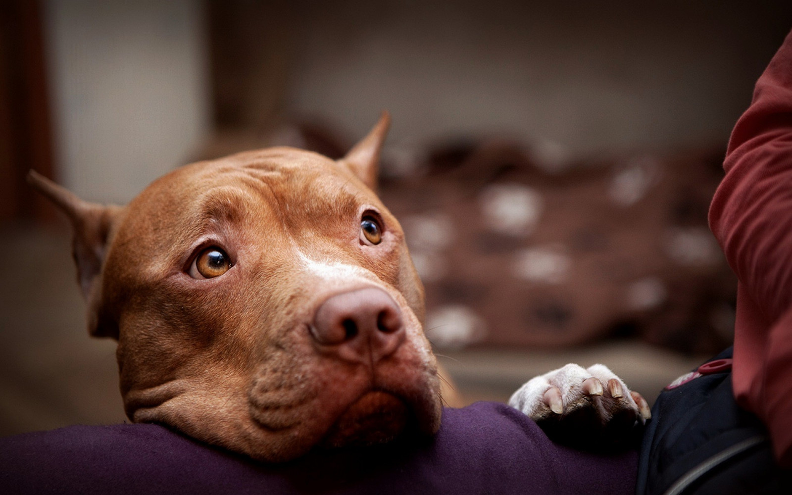 Pes, pitbul, štěně, savec, 1920x1200 px, obratlovců, pes jako savec, teriér