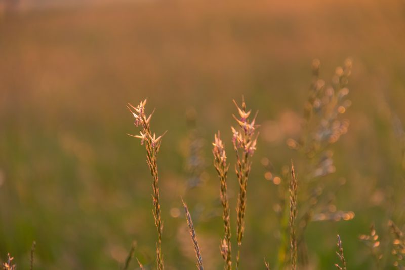 sunlight, nature, grass, field, sunrise, green sunlight, nature, grass, field, sunrise, green