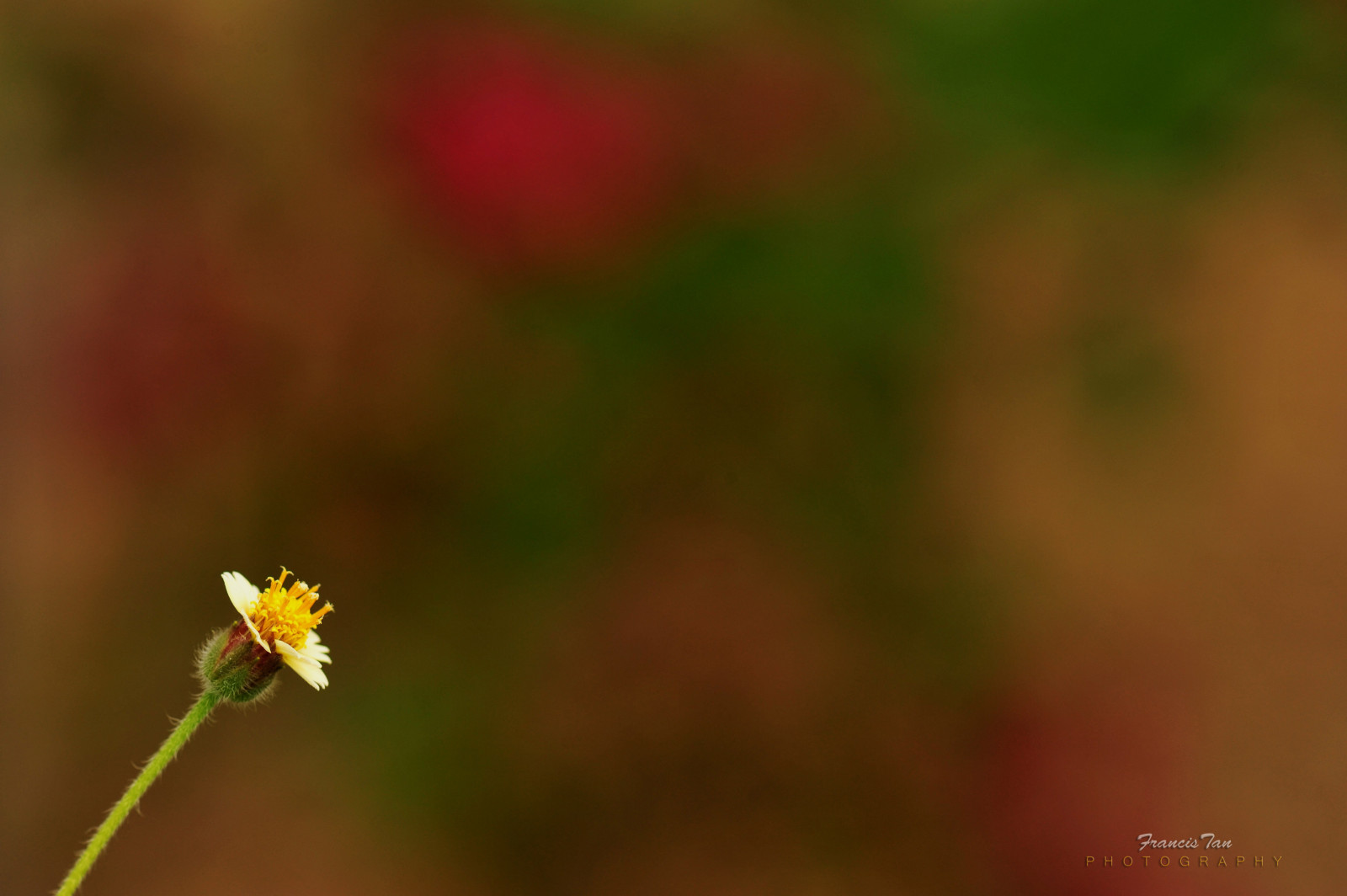 sollys, natur, minimalisme, fotografering, makro, grøn, gul, pollen, blomst, bokeh, Kommandør, efterår, blad, blomst, plante, mikro, flora, del, kronblad, eng, sammensætning, D700, sur, wildflower, remoteflash, tæt på, makrofotografering, stængelplante, Mindanao, telekonverter, fongetz, francistan, 105mmvr, Davao, philipines, davaocity, R1C1, sbr200, edennaturespark