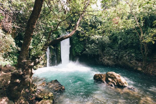 trees, landscape, forest, waterfall, water, nature