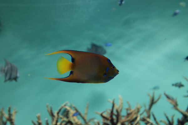 sea, fish, underwater, coral reef, aquarium, Tokyo