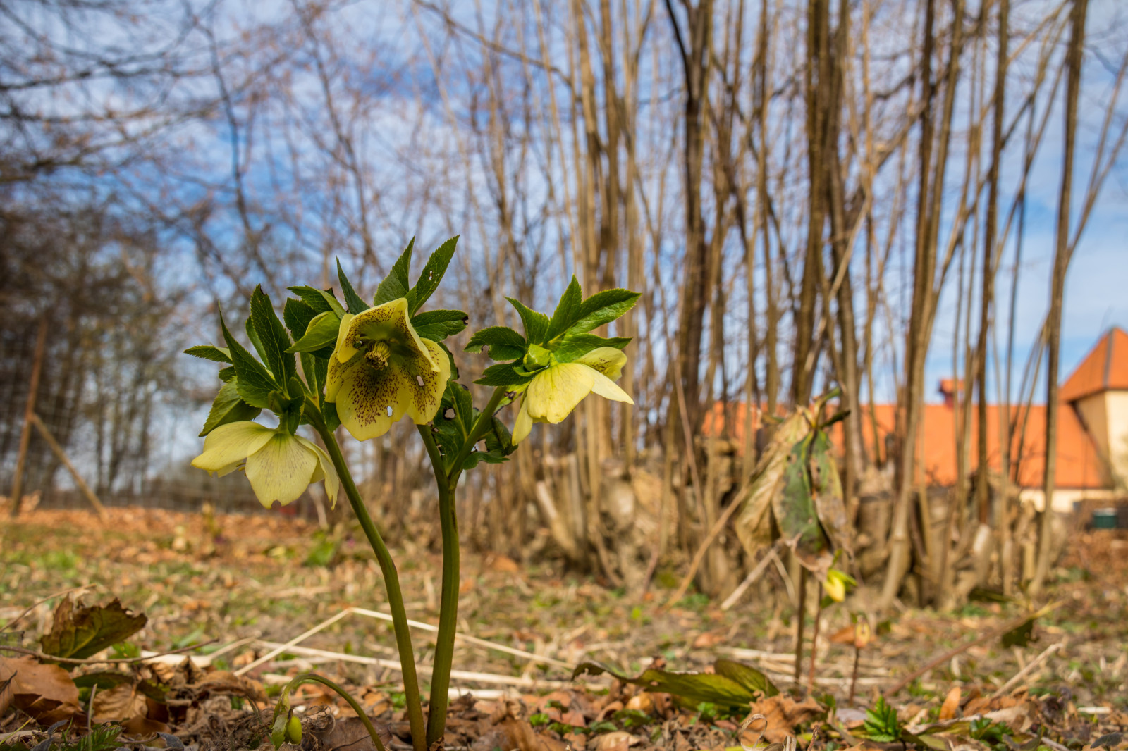 luce del sole, giardino, natura, campo, autunno, foglia, fiore, pianta, flora, blomma, Torup, christmasrose, julros, Fiore di campo, bosco, botanica, impianto di terra, pianta fiorita
