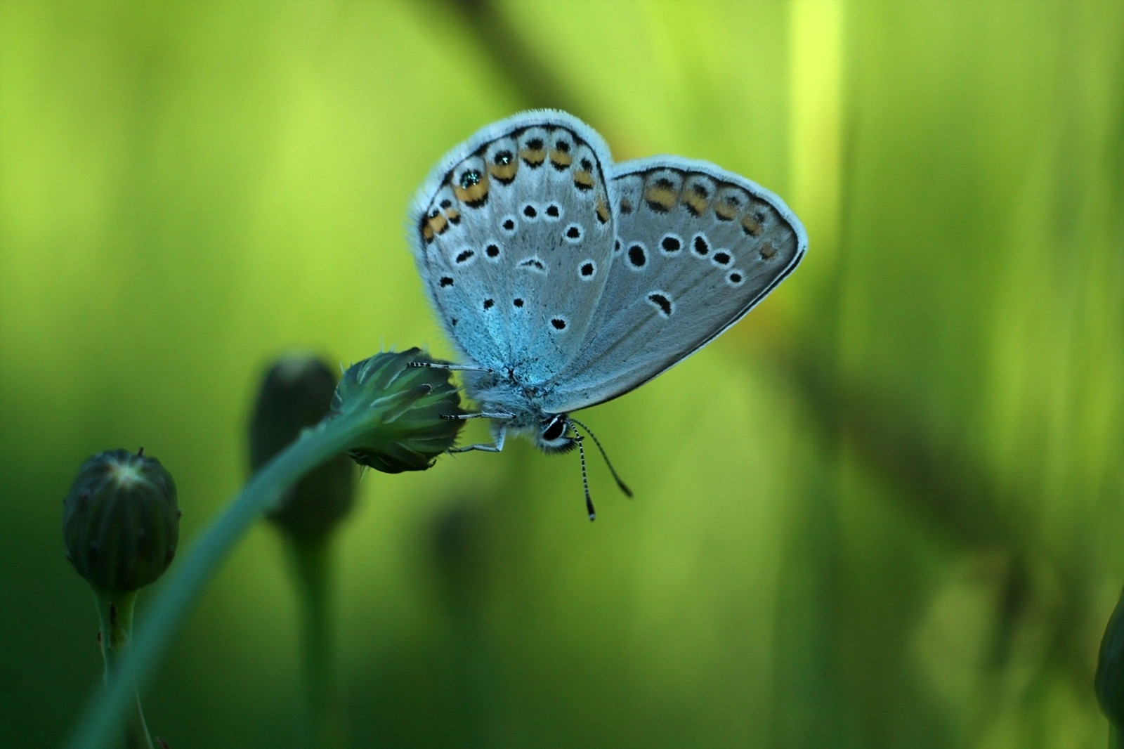květiny, Příroda, tráva, fotografování, makro, motýl, hmyz, zelená, Volně žijících živočichů, list, květ, flóra, louka, fauna, botanika, zblízka, makro fotografie, závod stonek, bezobratlý, členovců, nektar, opylovači, můry a motýli, lycaenid