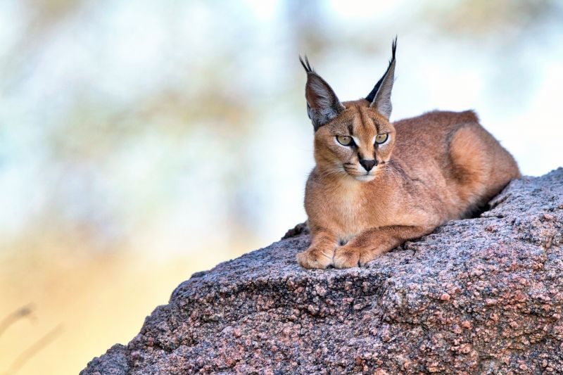 kat,dieren,dieren in het wild,bakkebaarden,lynx,vos