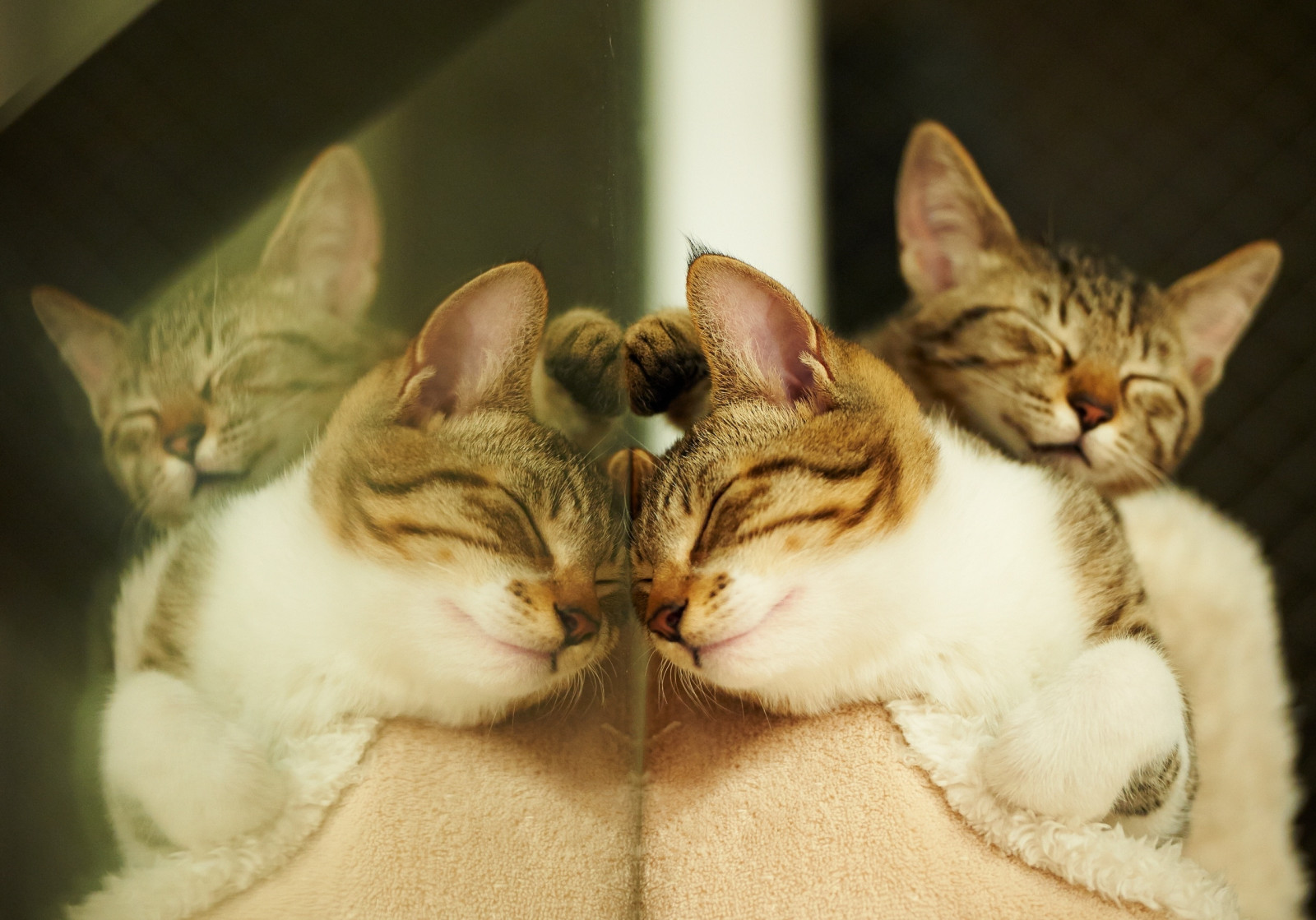 Котики в картинках котиков смотрим, открытки