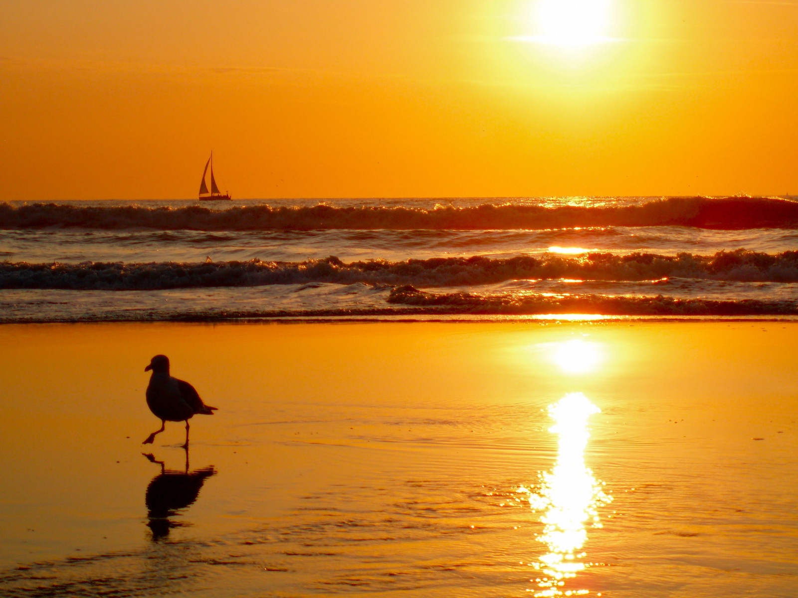 slunečnímu záření, západ slunce, moře, voda, pobřeží, odraz, nebe, silueta, pláž, svítání, uklidnit, večer, ráno, pobřeží, slunce, horizont, soumrak, svítání, oceán, racek, vlna, pramen, slapy, odlesky, zonsondergang, odlesk, zee, racek, Meeuw, fransschmit, Zuiderstrand