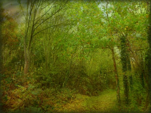 sunlight, trees, landscape, forest, leaves, nature