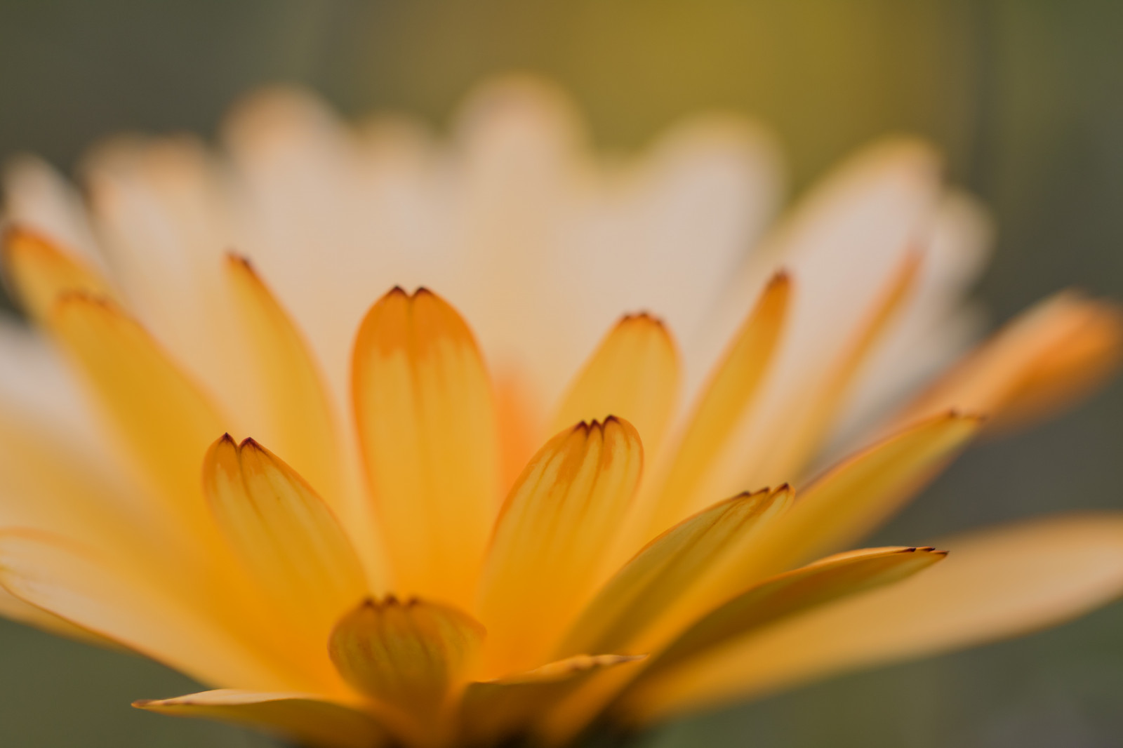 luce del sole, giardino, natura, parco, fotografia, giallo, fiorire, Margherita, autunno, fiore, pianta, flora, blomma, h st, modello canoneos760d exif, geocountry, Marca fotocamera Canon, Geocity, modello di fotocamera canoneos760d, geostate, geolocalizzazione, exif fare canon, exif ISOSPEED 100, exif focalLength 100 millimetri, ef100mmf28lmacroisusm lente exif, Alnarp, apertura exif 35, petalo, Fiore di campo, botanica, impianto di terra, pianta fiorita, avvicinamento, fotografia macro, staminali vegetali