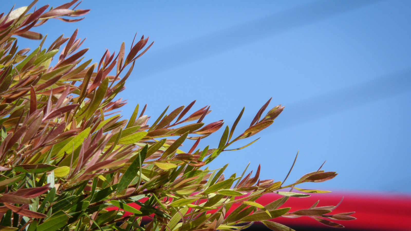 modrý, Červené, nebe, zelená, listy, auto, Sluneční svit, žlutý, lumix, bokeh, powerlines, živý plot, laboratoř, stonky, Adelaide, parkoviště, horní, patologie, krevní test, theen, Greenhillroad, Goodwoodroad, Healthscope