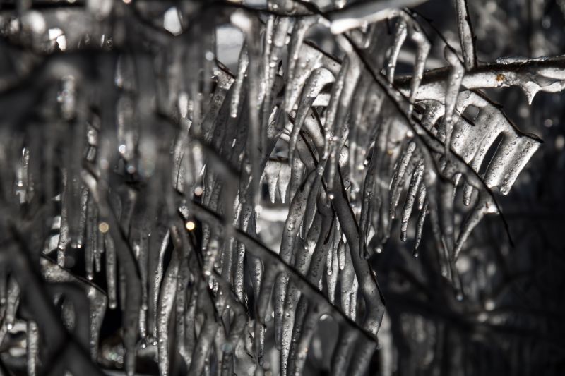 negro, monocromo, nieve, invierno, hielo, rama negro, monocromo, nieve, invierno, hielo, rama