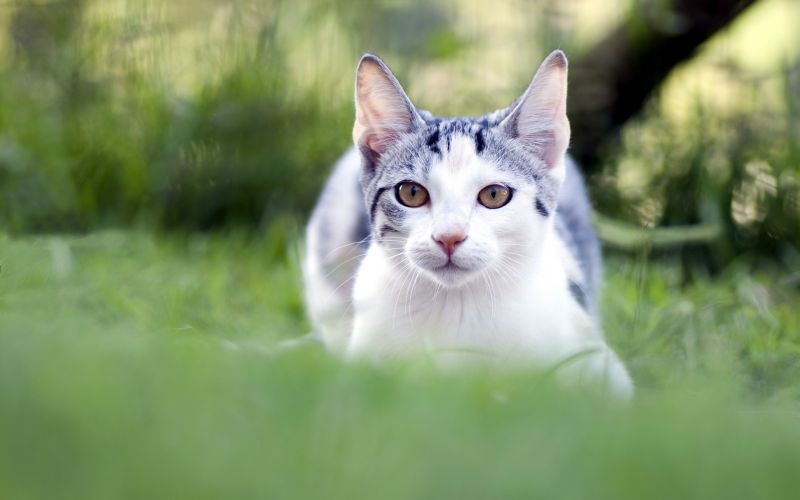 menghadapi, kucing, mata, rumput, cambang, mengaburkan menghadapi, kucing, mata, rumput, cambang, mengaburkan