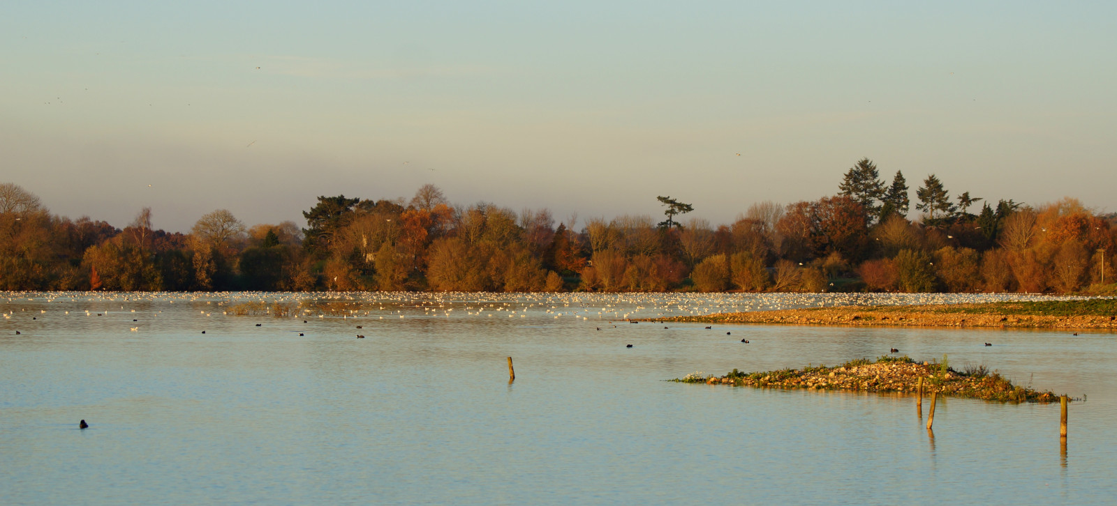 stromy, ptactvo, západ slunce, jezero, voda, Příroda, pobřeží, odraz, nebe, zima, svítání, večer, ráno, mlha, řeka, slunce, divočina, rybník, Spojené království, listopad, mokřadní, 2014, světlo, strom, podzim, svítání, pták, sezóna, waterscape, barva, nádrž, Hampshire, vodní ptáci, bažina, rackové, přírodní prostředí, atmosférický jev, stevemaskell, Hants, HWT, blashfordlakes, ibsleywater