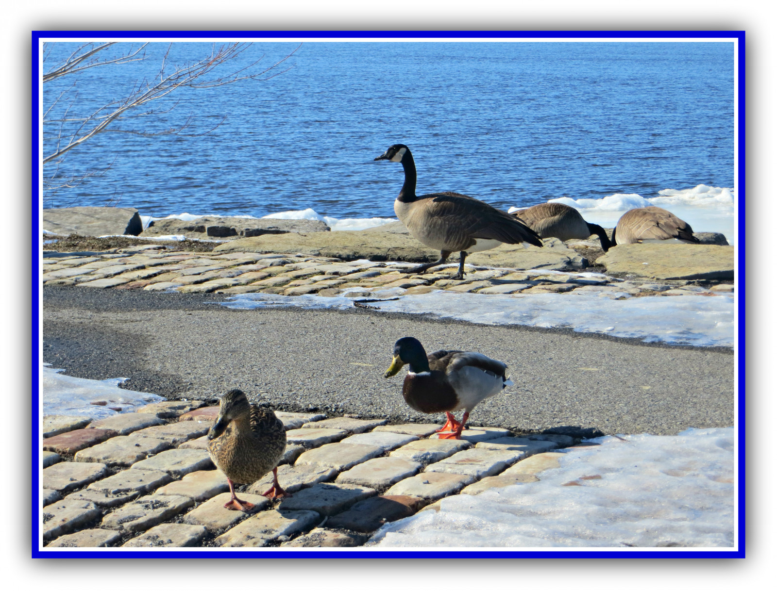 ptactvo, řeka, nebe, deschenerapids, Flickrsnow, jaro, primavera, neve, Acua, kouř, peří, Den svatého Patrika, skvělý, překvapující, ohromující, cihly, kámen, Slunný, jasný, zábava, povznášející, světlo, štika, podrážka, čerstvý, drahocenný, křídla, zobáky, canadageesemallardsinspring, kachní, canadageese, husy, husa, bello, bellissimo, Krásná, jíst, hladový, odpočívá, Ottawa, Kanada, dof