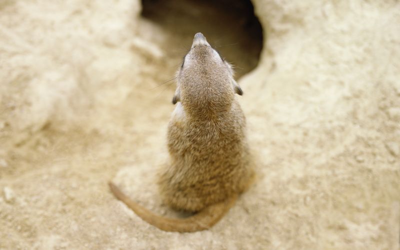 squirrel,wildlife,whiskers,cat,sand,back