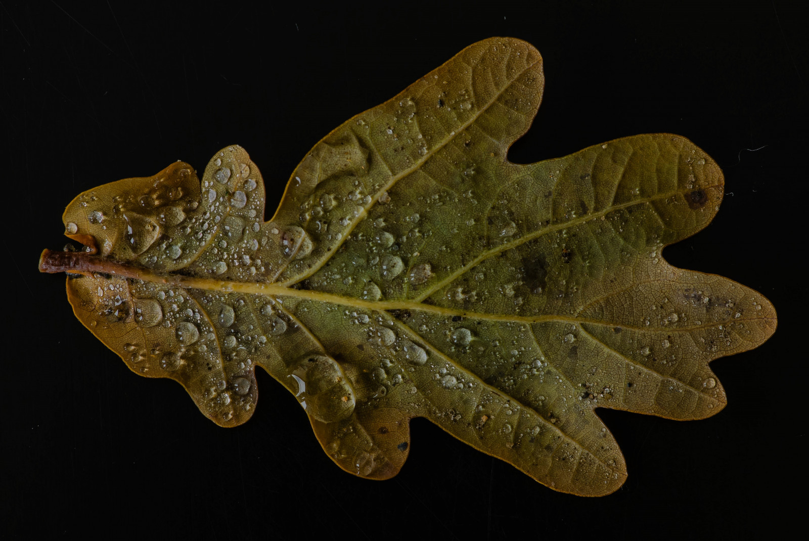 Wallpaper Sweden, oak, tree, indoor, woody plant, macro photography