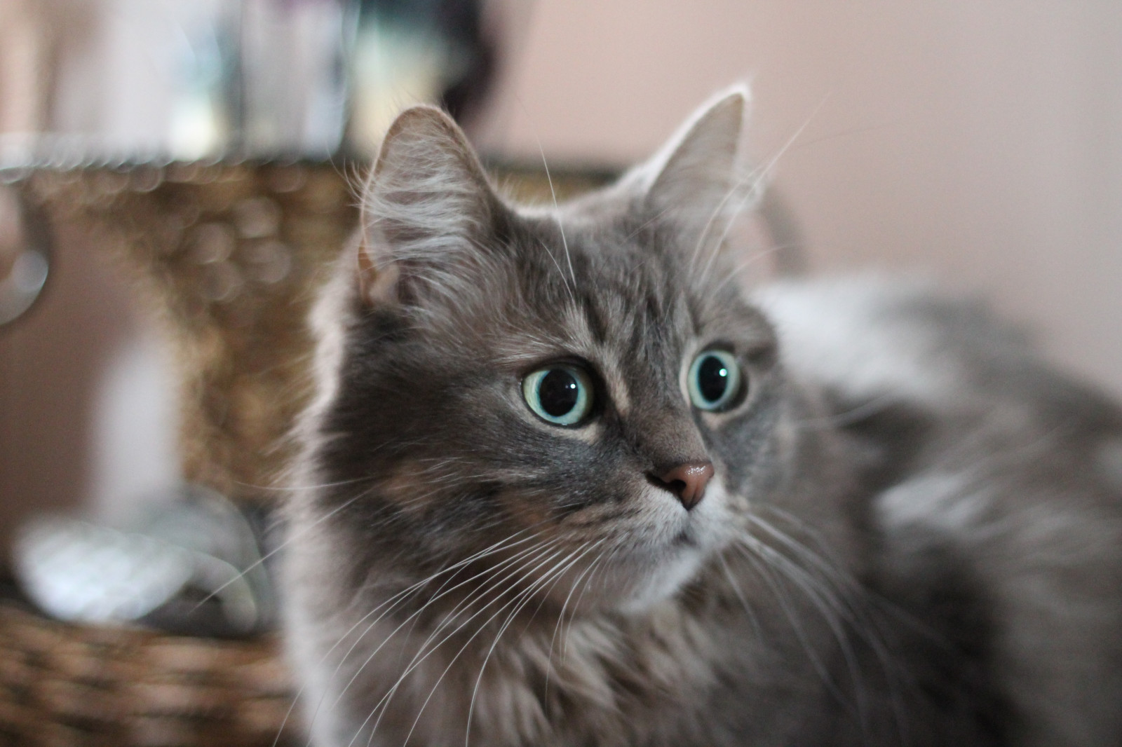 portrét, domácí zvíře, zelená, zvíře, kočka, oči, srstnatý, Kočkovitý, Furryfriday, Shayla, greeneyed, happyfurryfriday, široké oči, Mahbaby