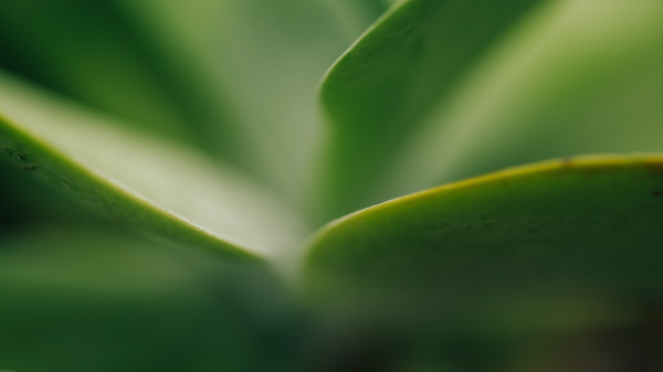 photography, nature, macro, closeup, plants, succulent