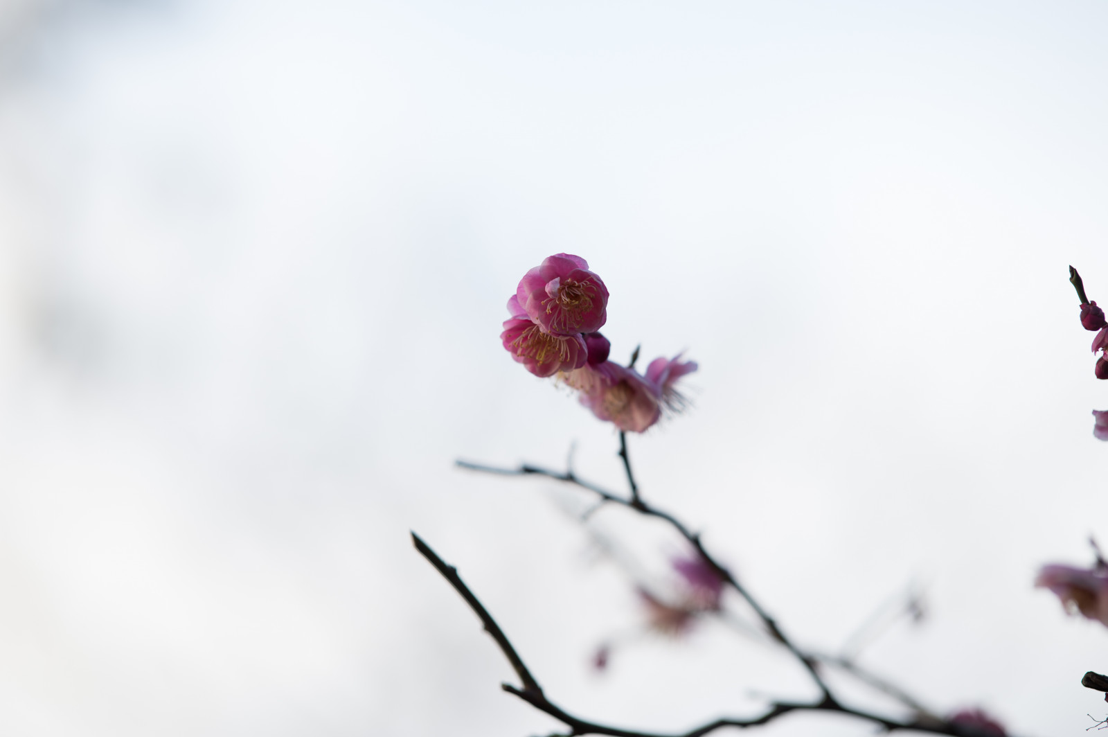 Japonsko, Červené, sníh, zima, fotografování, větev, Třešňový květ, Nikon, květ, růžový, jaro, Tokio, jp, barva, NIKKOR, list, květ, rostlina, sezóna, UME, flóra, okvětní lístek, afs105mmf14eed, afsnikkor105mmf14eed, df, ikegamibaien, Ikegami, japaneseapricot, zblízka, makro fotografie