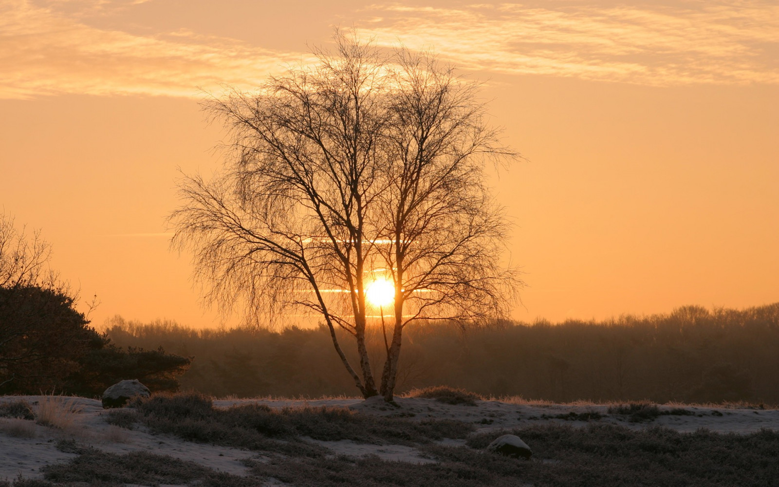 sollys, landskab, solnedgang, natur, vinter, Mark, afdeling, solopgang, aften, morgen, tåge, frost, Sol, horisont, atmosfære, skumring, Sky, træ, vejr, daggry, plante, sæson, landdistrikt, atmosfærisk fænomen, vedplante
