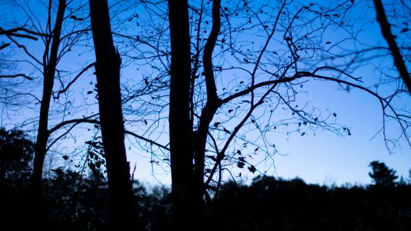 silhouette, trees, low saturation, branch, blue, nature