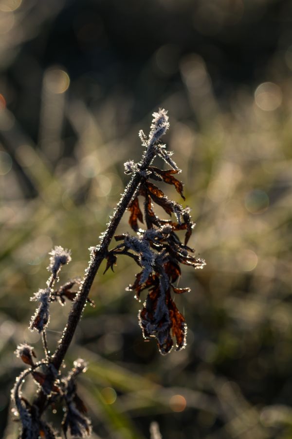 nature,photography,macro,branch,insect,cold