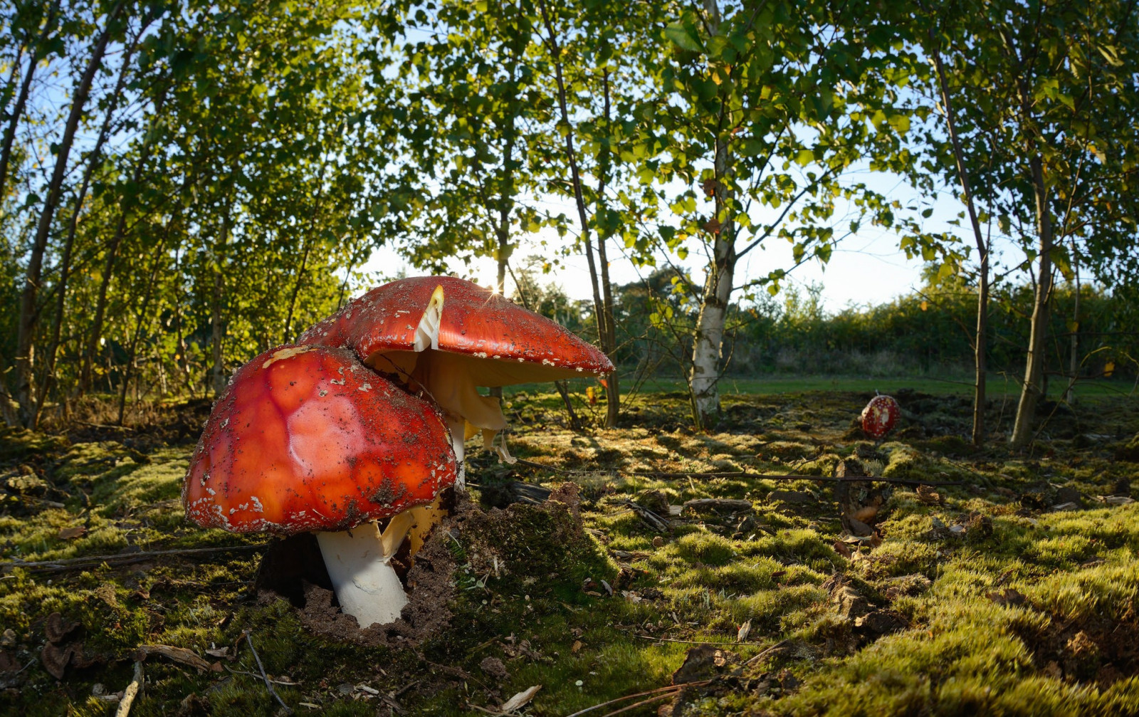 krajina, les, príroda, rastliny, makro, huba, strom, jeseň, krídlo, kvetina, sezóna, lúka, Zálesí, habitat, prírodné prostredie, liečivý huba
