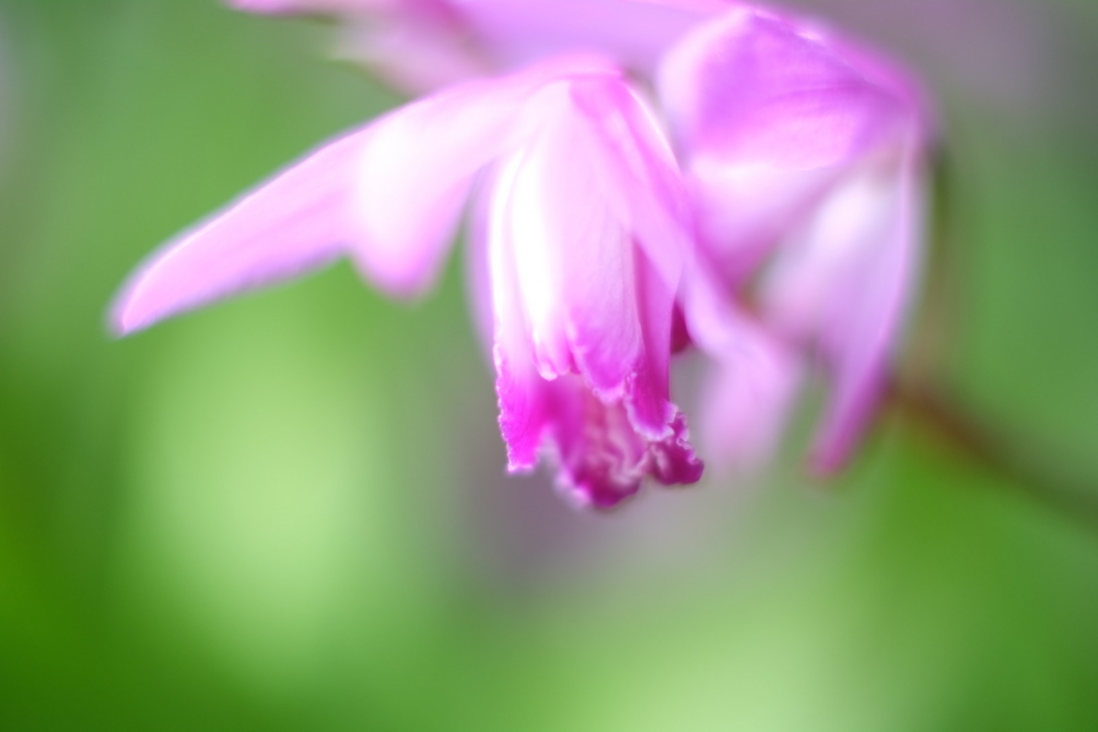 valokuvaus, vihreä, kukka, vaaleanpunainen, Tokio, FUJIFILM, puun lehti, kukka, kasvi, kasvisto, terälehti, Fujinon, Shinjukun, xpro1, xf, xf35mmf14r, x, shinjukugyoen, xf35mm, mcex, mcex11, wildflower, maakasvi, kasvi, lähikuva, makrokuvaus, varsi