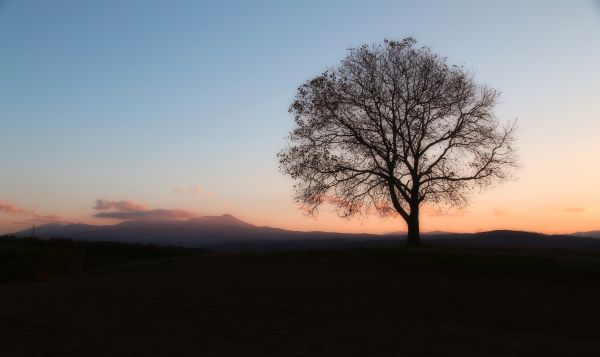 sunlight,landscape,sunset,nature,Japan,hill