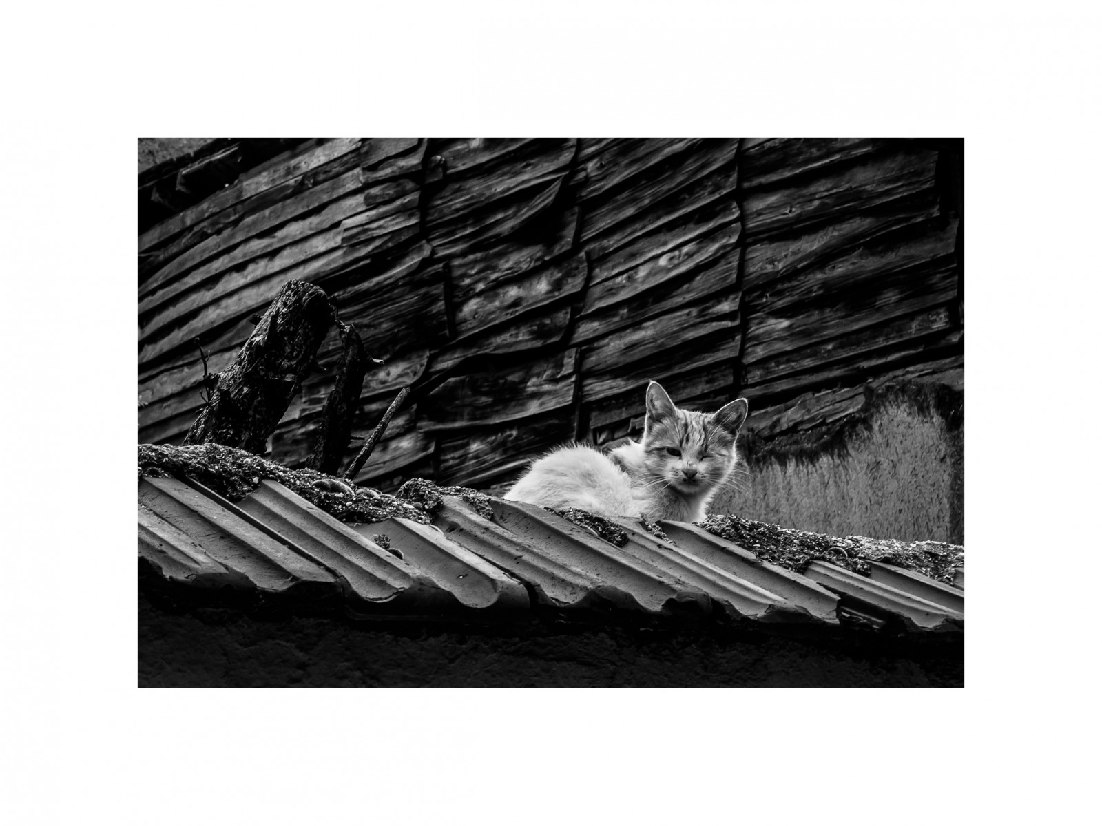 ดำ, แมว, เก่า, ขาวดำ, เมือง, เมือง, ผนัง, อิฐ, การถ่ายภาพ, ไม้, บ้าน, กำลังกระพริบ, สี่เหลี่ยมผืนผ้า, มุม, สัตว์, bw, ตา, ไม้, หลังคา, รูปถ่าย, นั่ง, ภาพรวม, ดำและขาว, ถ่ายภาพขาวดำ, ตัวอักษร, ถ่ายภาพนิ่ง, กะพริบ, ufuktozelik, stock photography