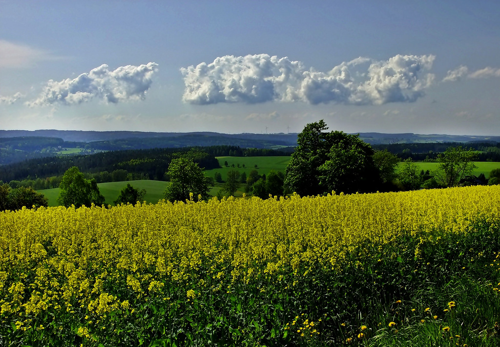 krajina, kopec, tráva, nebe, pole, mraky, žlutý, Německo, hospodařit, jaro, mount scenérie, řepkového, mrak, strom, zakalený, den, Landschaft, květ, lučina, rostlina, nebe, natur, deutschland, pastvina, nárazy, řepka, zemědělství, louka, plantáž, Wald, prostý, mraky, Berge, b UME, gelb, sachsen, divoká rostlina, prérie, Wiesen, oříznutí, rapsfeld, l ndlich, Landschaften, venkov, meteorologický jev, brassica, kupa, hořčice, hořčice závod, brassica rapa, hořčice a zelí rodina, heimat, ekoregion, fr hjahr, rapsfelder, w lder, Fruhling, Vogtland, T ler, Skx