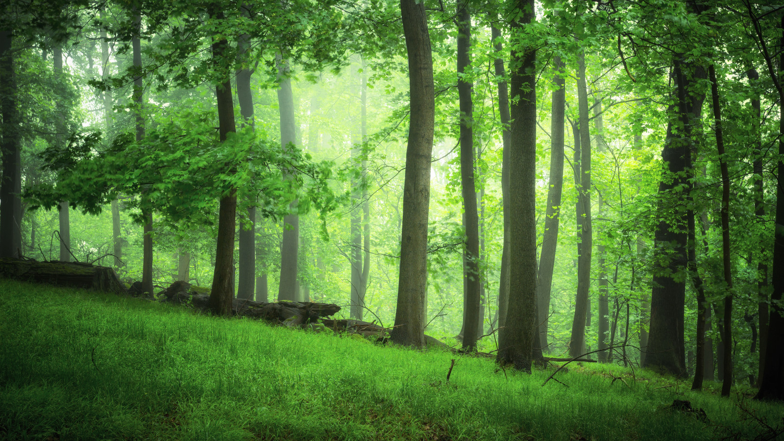 slunečnímu záření, stromy, krajina, les, Příroda, déšť, zelená, Německo, mai, Harz, 2014, strom, mlha, Landschaft, natur, gr n, louka, 6d, Wald, Farben, baum, rekuperační, Nebel, zálesí, háj, farbe, nebelwald, místo výskytu, přírodní prostředí, atmosférický jev, dřevina, geografický rys, ekosystém, mírné jehličnatý les, biome, prales, smíšený les, opadavý, Wernigerode, waldboden, sachsenanhalt, forestscape, holz, w lder, waldlandschaft, waldlandschaften, gruen, gr ser, unterholz, gruenewiese86